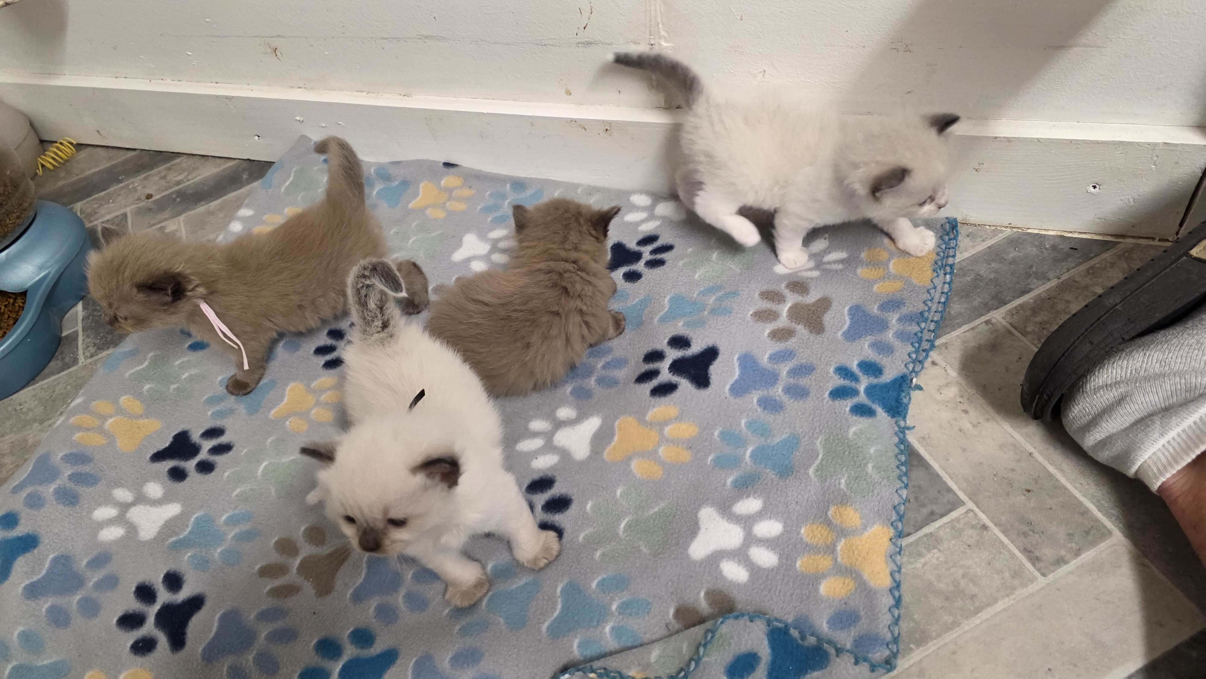 Julia × Bryce litter — all 4 Ragdoll kittens born May 23, 2026, Abbey Road Rags